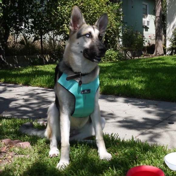 Large Sleepypod Safety ClickIt Terrain 3 Point Safety Harness Bundle- Blue - Picture 4 of 14